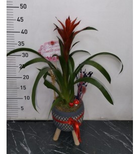 Ayaklı Saksı da Guzmania Çiçeği